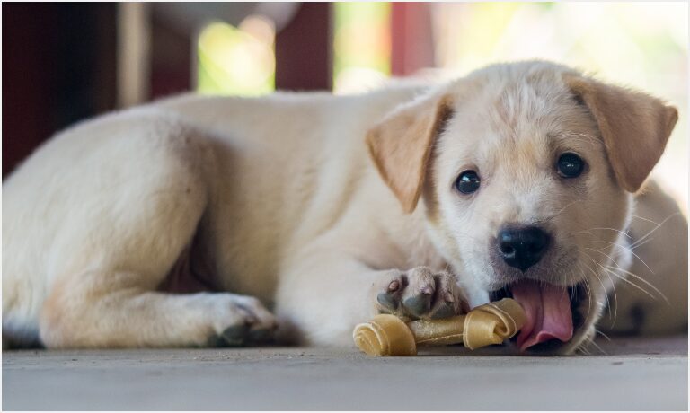 床に横たわり、骨のおもちゃを噛んでいる子犬